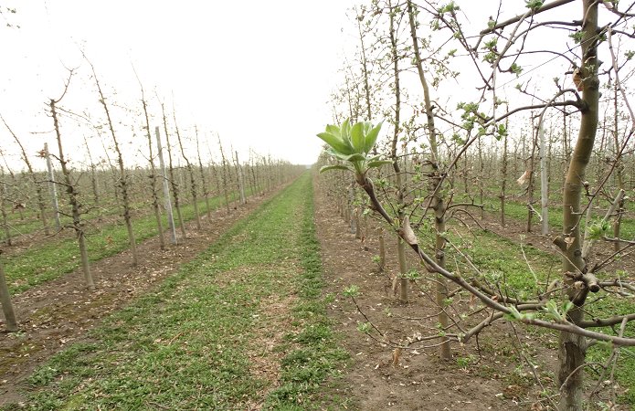 Источник фото: AgroPortal.ua