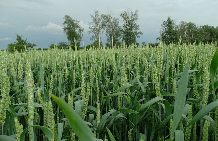 Джерело фото: AgroPortal.ua