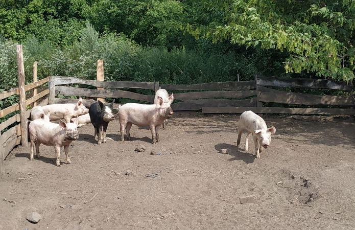 Джерело фото: AgroPortal.ua