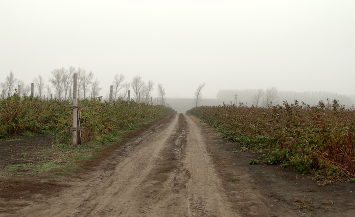 Джерело фото: AgroPortal.ua