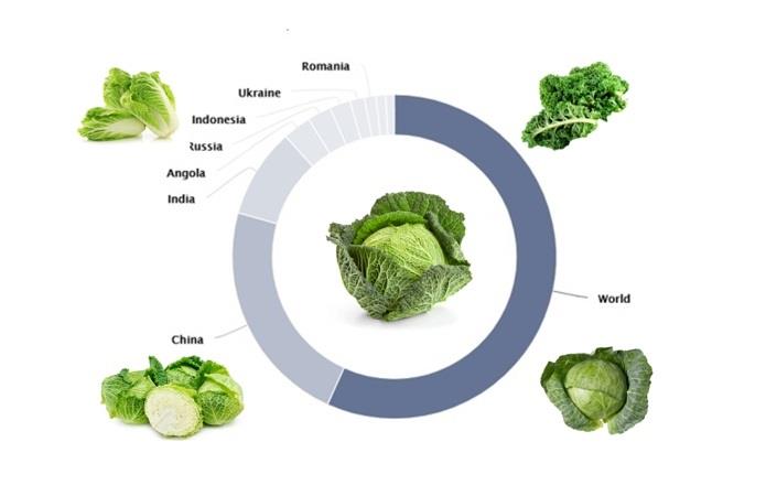 Источник фото: tilasto.com – Общее мировое производство капусты