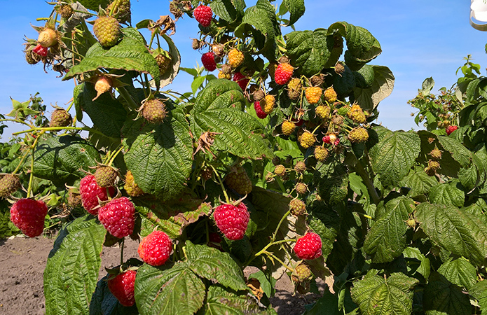 Источник фото: Алла Стрижеус, AgroPortal.ua