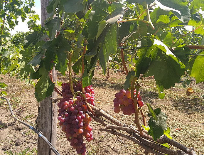 Джерело фото: AgroPortal.ua