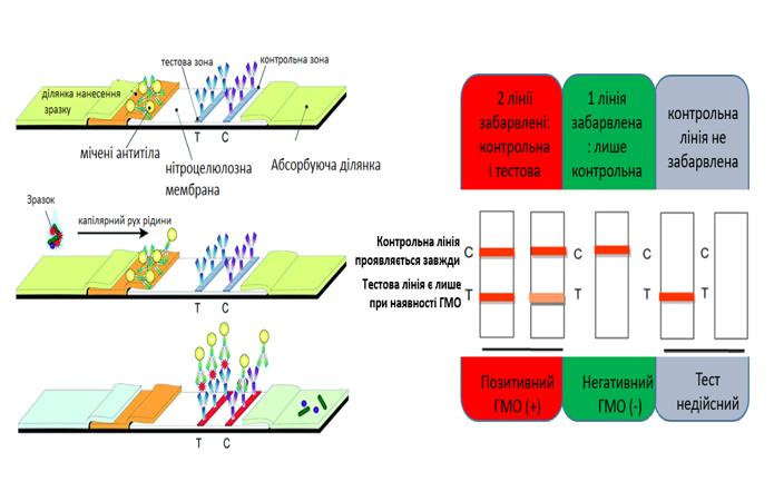 Джерело фото: «Біолабтех». Cхема роботи тест-смужок