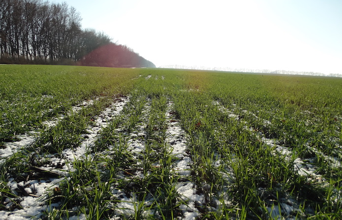 Джерело фото: AgroPortal.ua