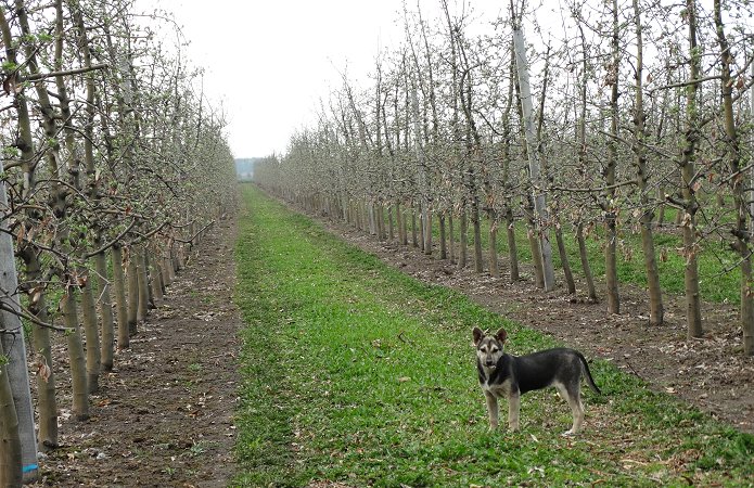 Источник фото: AgroPortal.ua