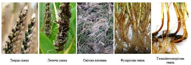 Рис. 2. Основні хвороби зернових, що контролюються протруєнням
