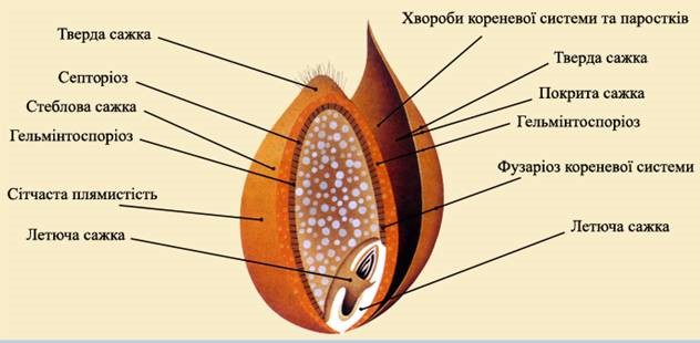 Рис. 1. Хвороби зернових, що розповсюджуються через насіння