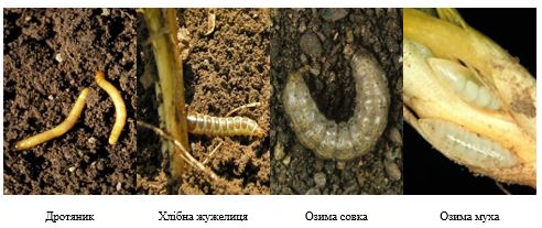 Рис. 3. Основні шкідники зернових, що контролюються протруєнням
