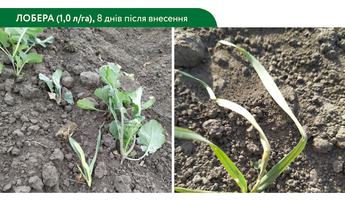 Ефективність грамініциду Лобера (1,0 л/га) на падалицю ячменю, 8 днів після внесення