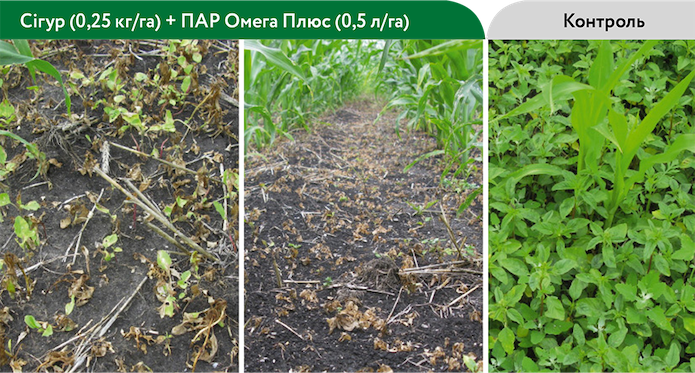 Дія гербіциду Сігур + ПАР Омега Плюс на комплекс бур’янів, 14 днів після внесення