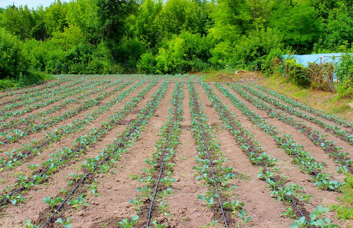 Джерело фото: AgroPortal.ua