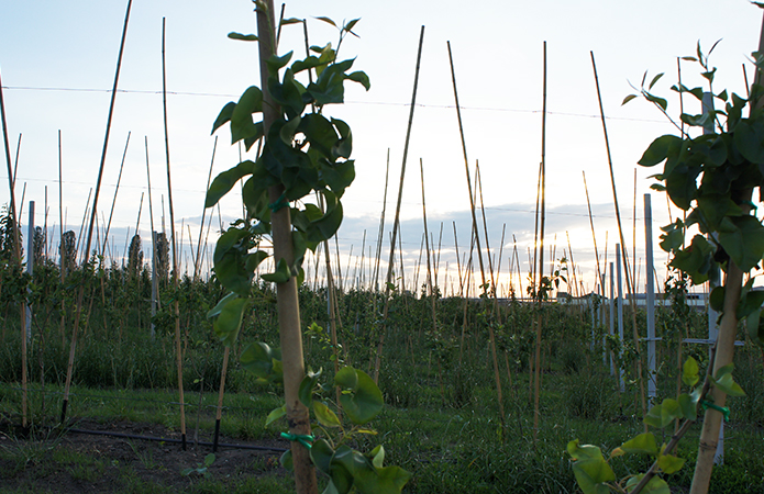 Источник фото: AgroPortal.ua