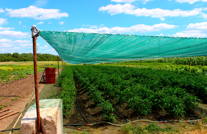 Джерело фото: AgroPortal.ua