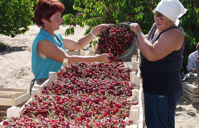 Джерело фото: AgroPortal.ua