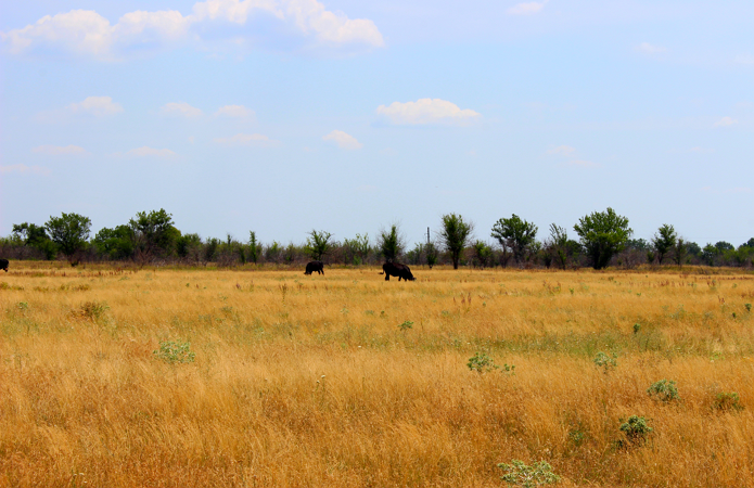 Джерело фото: AgroPortal.ua