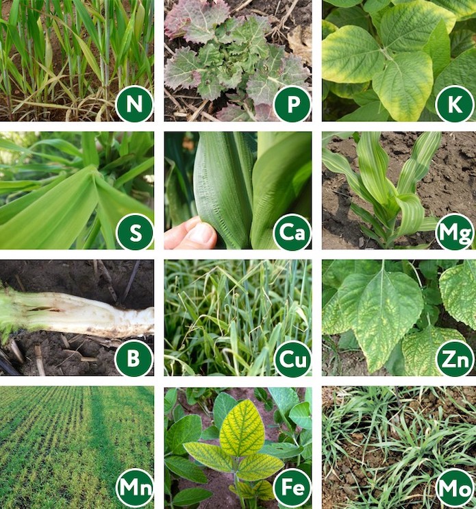 Характерные признаки дефицита элементов питания на различных культурах